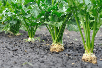 Obraz premium close-up of celery plantation (root vegetable) in the vegetable garden afterthe watering