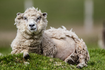 Ovis Pecore delle isole Shetland