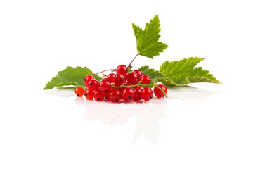 Red currant isolated