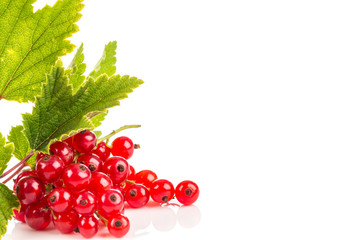 Red currant isolated