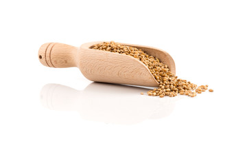 Wheat grain in scoop