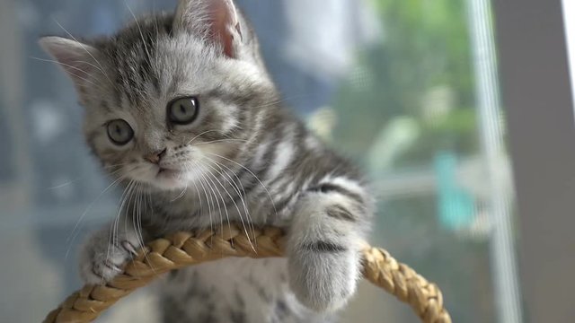 ow motion of funny tabby kittens breed Scottish Fold playing in the basket
