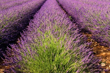 Blühendes Lavendelfeld bei Valensole