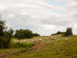 sheep in a uk meadow grassland hill outside farming