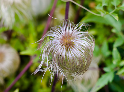spiral strands of Seedhead of an Alpine Pasqueflower