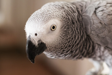Curious African Gray Parrot
