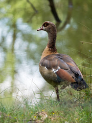 Nilgans 1