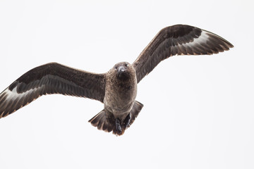 Skua Stercorario Maggiore uccello che vive al nord