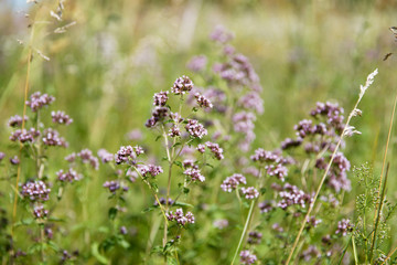 Obraz premium Purple flowers of origanum vulgare or common oregano, wild marjoram. Sunny day