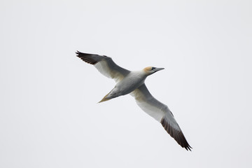 sula bassana Morus bassanus