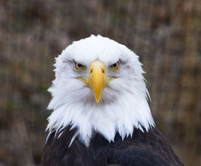 Bald Eagle Facing Forward with its intense eyes looking into the camera.