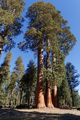 Sequoia National Park © TheTrumpeter