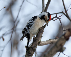 Lesser Spotted Woodpecker (Dendrocopos minor)