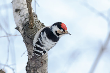 Lesser Spotted Woodpecker (Dendrocopos minor)