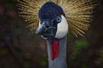 Crowned crane up close