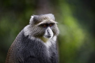 A wild monkey in Africa.