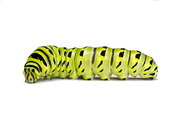 Fototapeta premium Black Swallowtail Caterpillar on a White Background