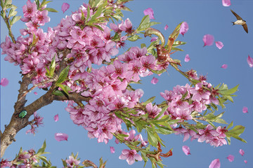 an abstract representation of spring