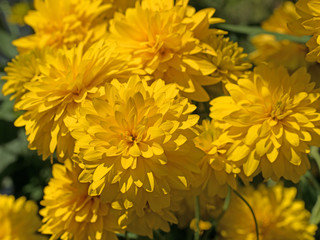 Gefüllter Sonnenhut, Rudbeckia laciniata, Goldball