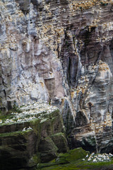 Nidi di sula bassana Morus bassanus siti di nidificazione su falesie e scogliere costiere