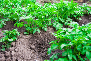 Potato plants field