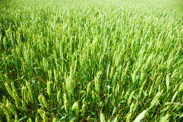 Ripening wheat field