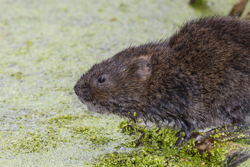 Water Vole