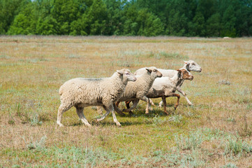 Flock of sheep on the meadow