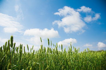Ripening wheat field