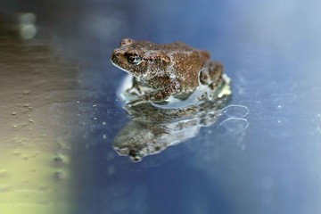 Die Erdkröte (Bufo bufo) gilt als besonders geschützt