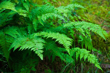 Fototapeta na wymiar Small fern tree in the forest