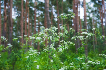 Summer Pine Forest