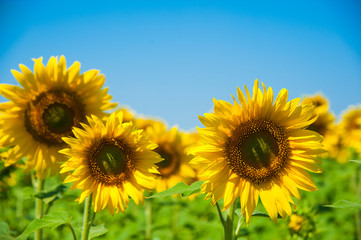 Sunflower field. Summer landscape