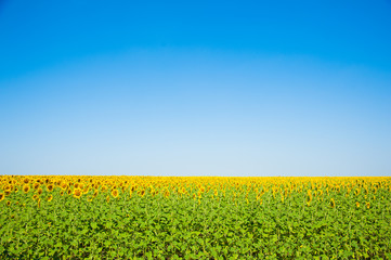 Obraz premium Sunflower field. Summer landscape