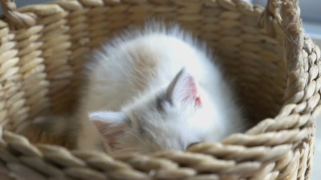 ow motion of funny tabby kittens breed Scottish Fold playing in the basket