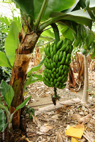 "Bananenstaude auf einer Plantage " Stockfotos und lizenzfreie Bilder