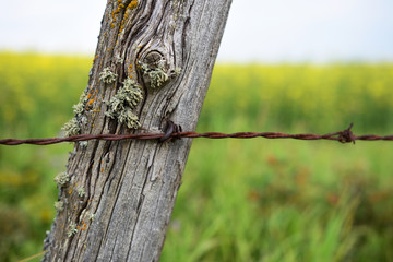 Old Fence Post and Barbwire