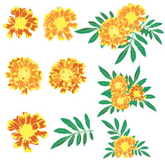 Fototapeta na wymiar French Marigold design set. 5 blossom 1 leaf and 3 flower bouquet is vector for object.