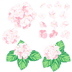 Pink hydrangea design set. 2 blossom and 13 petal is vector for object.