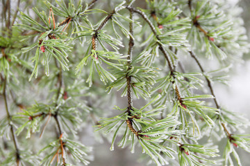 Pine branches covered with ice
