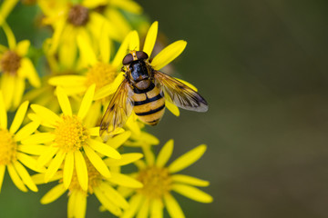 Hoverfly mimic wasp collecting nectar from a yellow flower