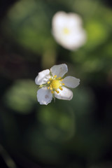 krzak poziomki z białym kwiatkiem