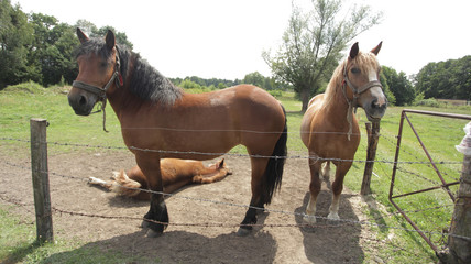 konie - dwa dorosłe konie i tarzający się źrebak - obrazy, fototapety, plakaty