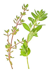 Sprigs of thyme against white background, Spices.