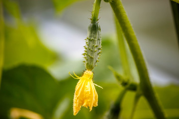 young ovary of cucumber on the stem in the greenhouse