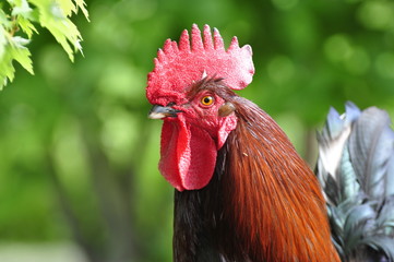 rooster in the farm © Thierry