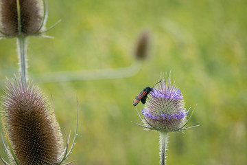Cinnabar moth on purple teasel thistle flower head