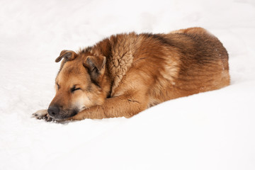 Faithful watchdog.
An adult watchdog with a collar sleeps on the snow