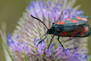 Cinnabar moth on purple teasel thistle flower head