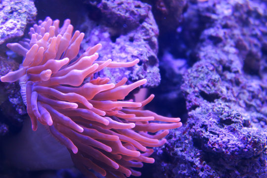 Macro shoot of sea anemone tentacles in pink color. Aquarium with beautiful violet and blue colors. Stones on background.